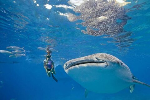 A-girl-Snorkeling-with-the-Oslob-whale-sharks