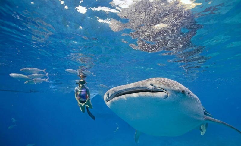 A-girl-Snorkeling-with-the-Oslob-whale-sharks